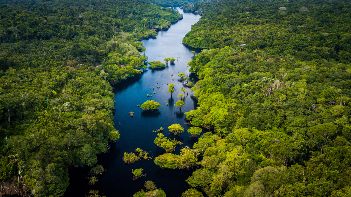 amazzonia let it trees